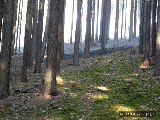 14.11.2011 Požár, lesní porost, Vanovice - Drválovice