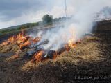 8.8.2014 Požár, polní porost, Vanovice 