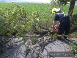 10.8.2017 Technická pomoc, odstranění tří stromů, V.O.